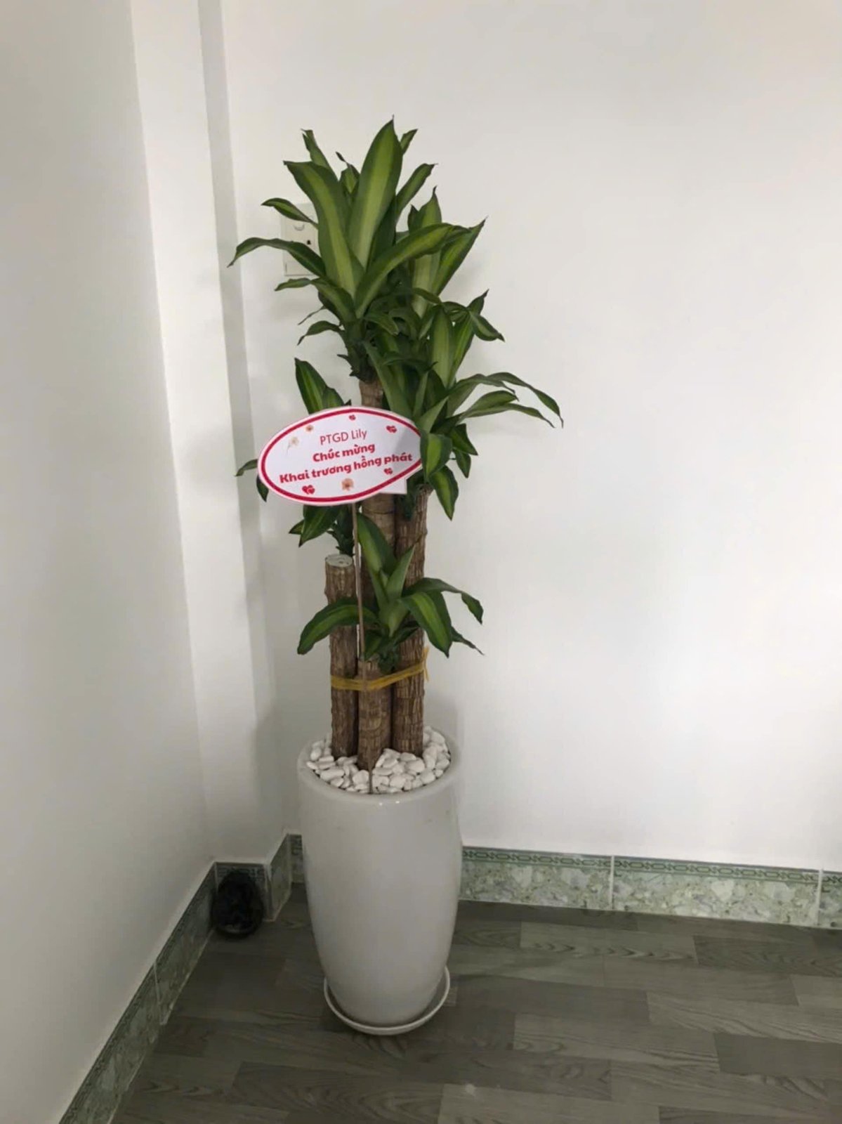 Thiết mộc lang chậu sứ 2