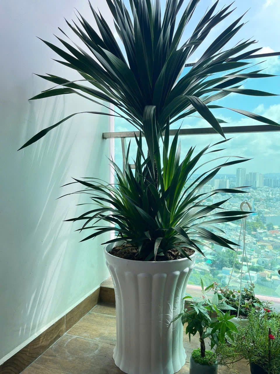 Phát tài núi chậu nhựa 2