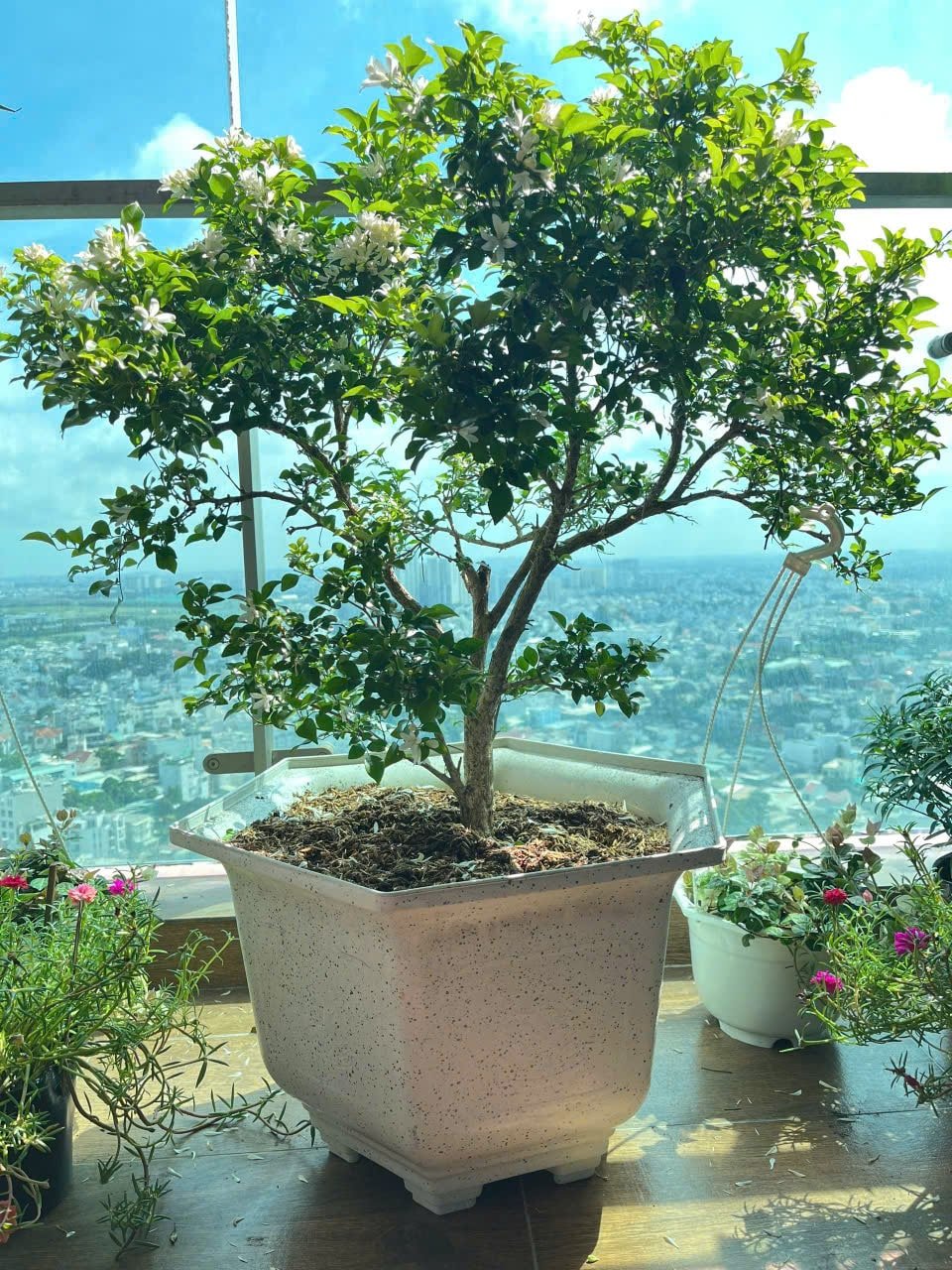 Nguyệt quế chậu xi măng đá mài