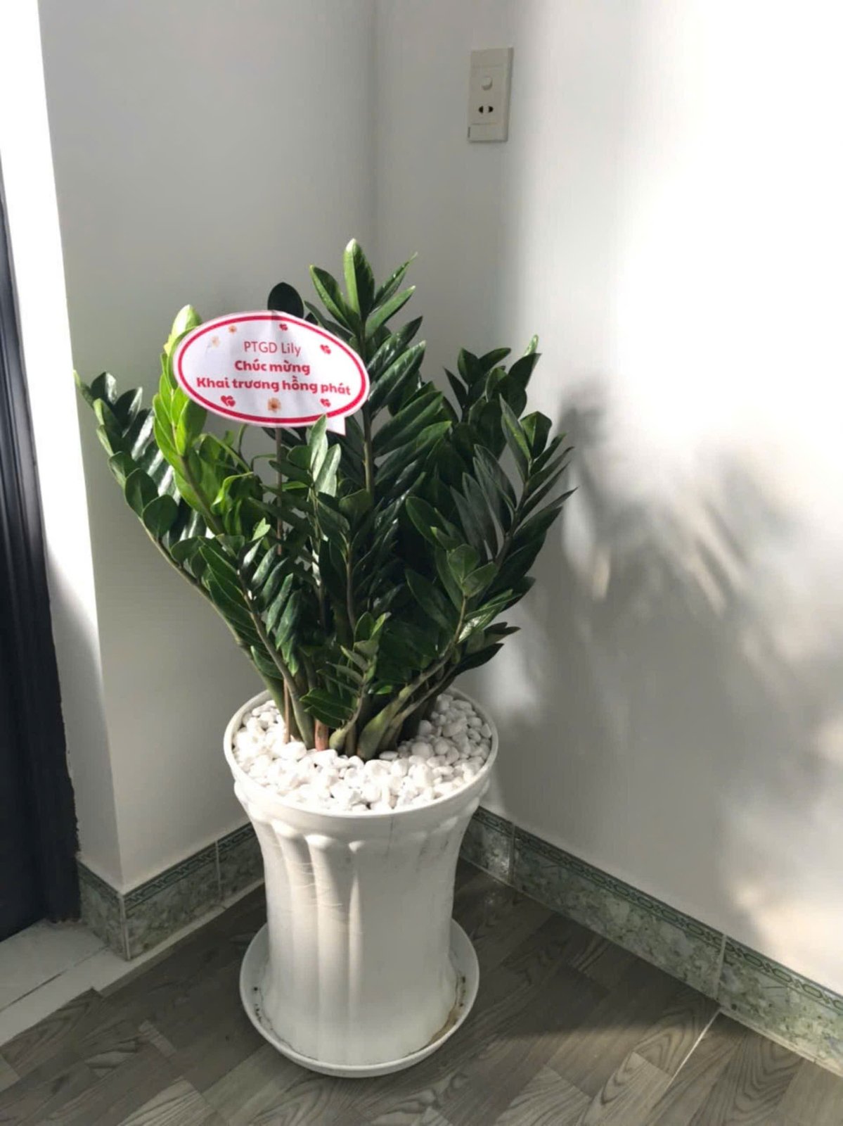 Kim tiền chậu nhựa 2
