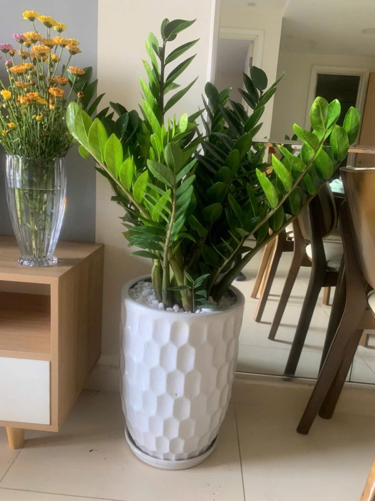 Kim tiền chậu sứ 3