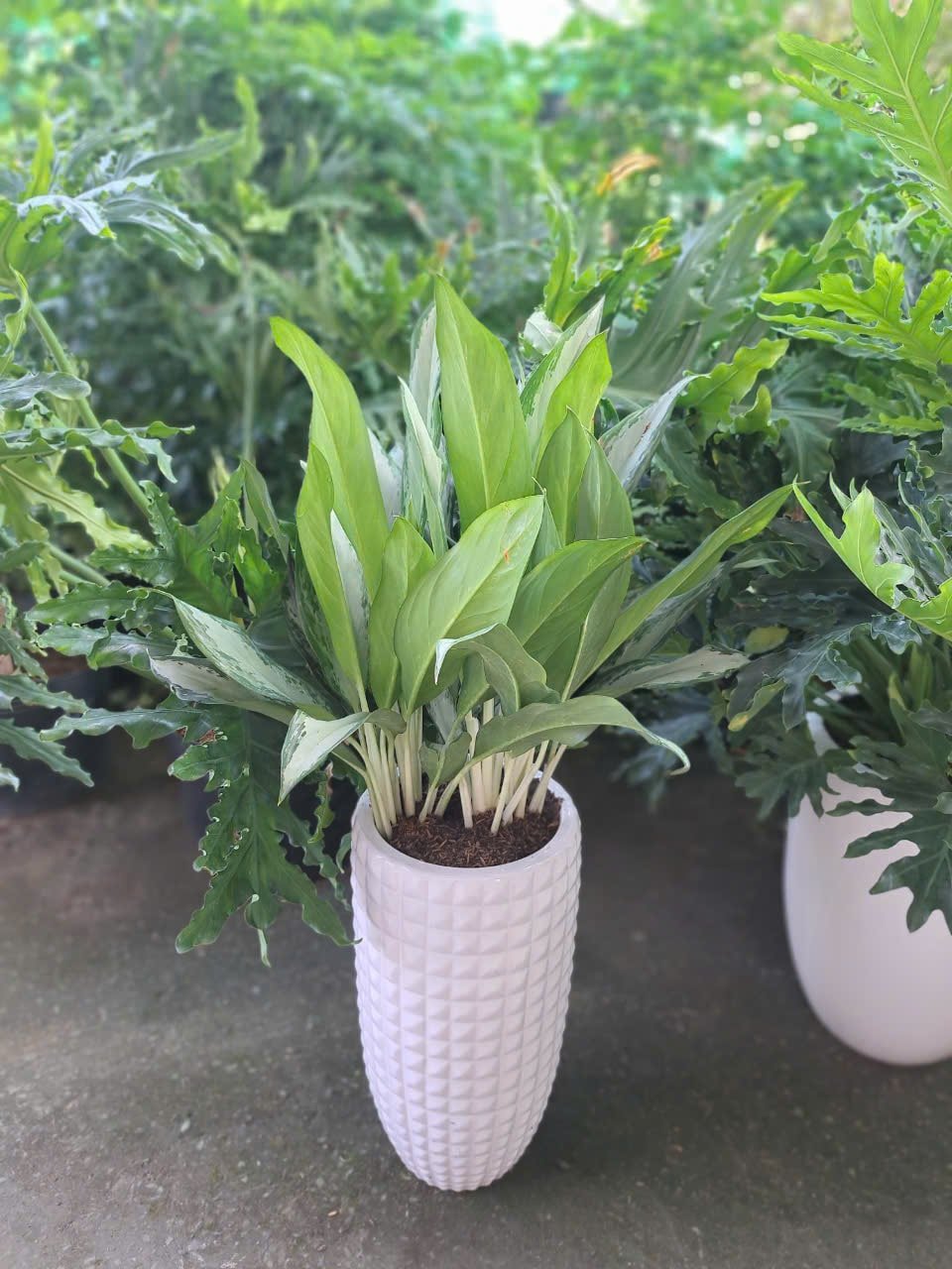 Giữ tiền chậu sứ 3