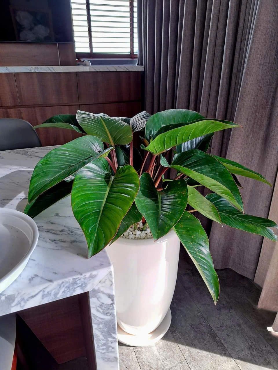 Đế vương nâu chậu sứ