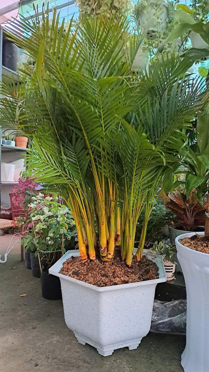 Cây cau vàng loại lớn 2