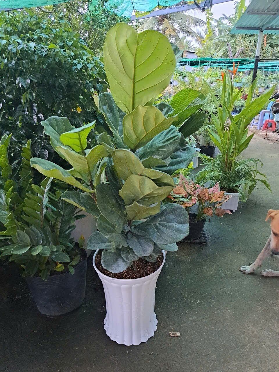 Bàng lớn chậu nhựa 2