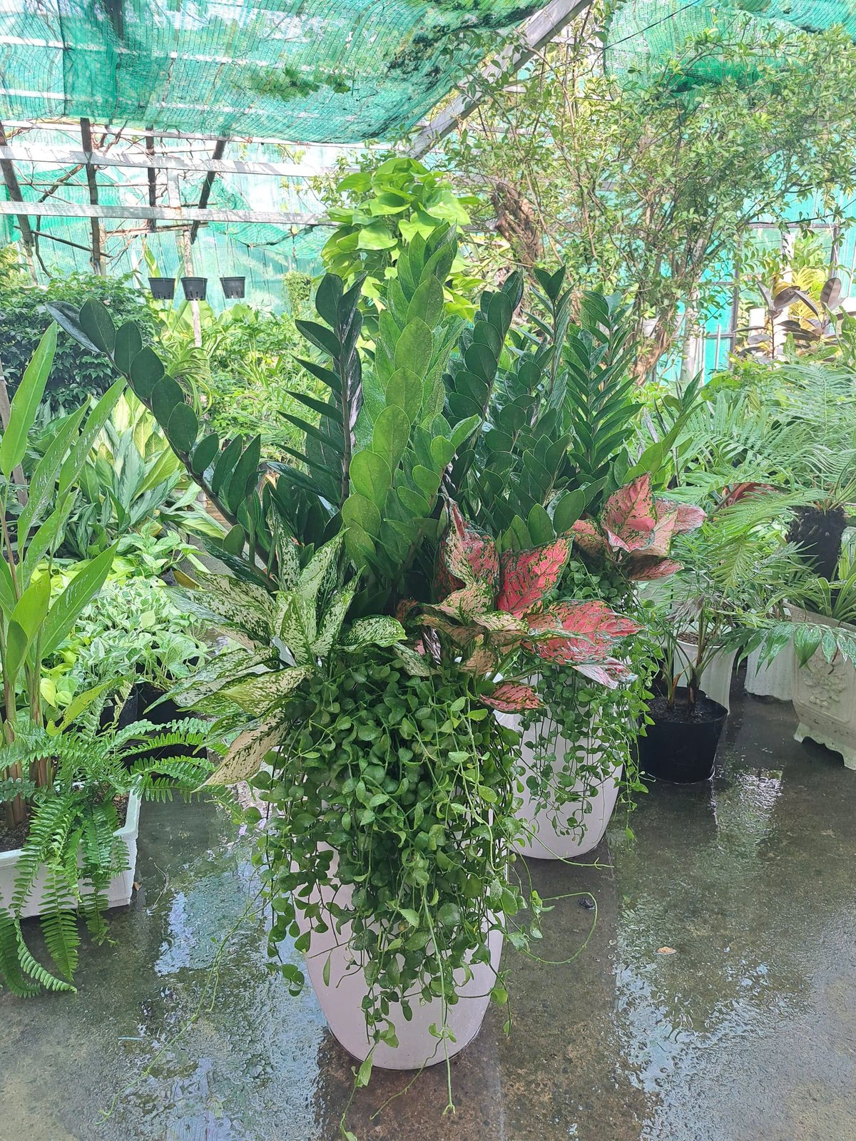 Kim tiền mix ngọc ngân vạn lộc hạt dưa rủ chậu sứ trắng 2