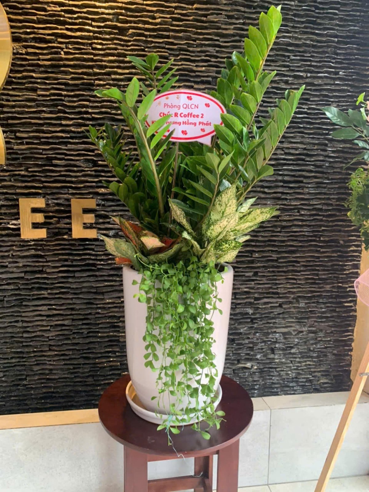 Kim tiền mix ngọc ngân vạn lộc hạt dưa rủ chậu sứ trắng