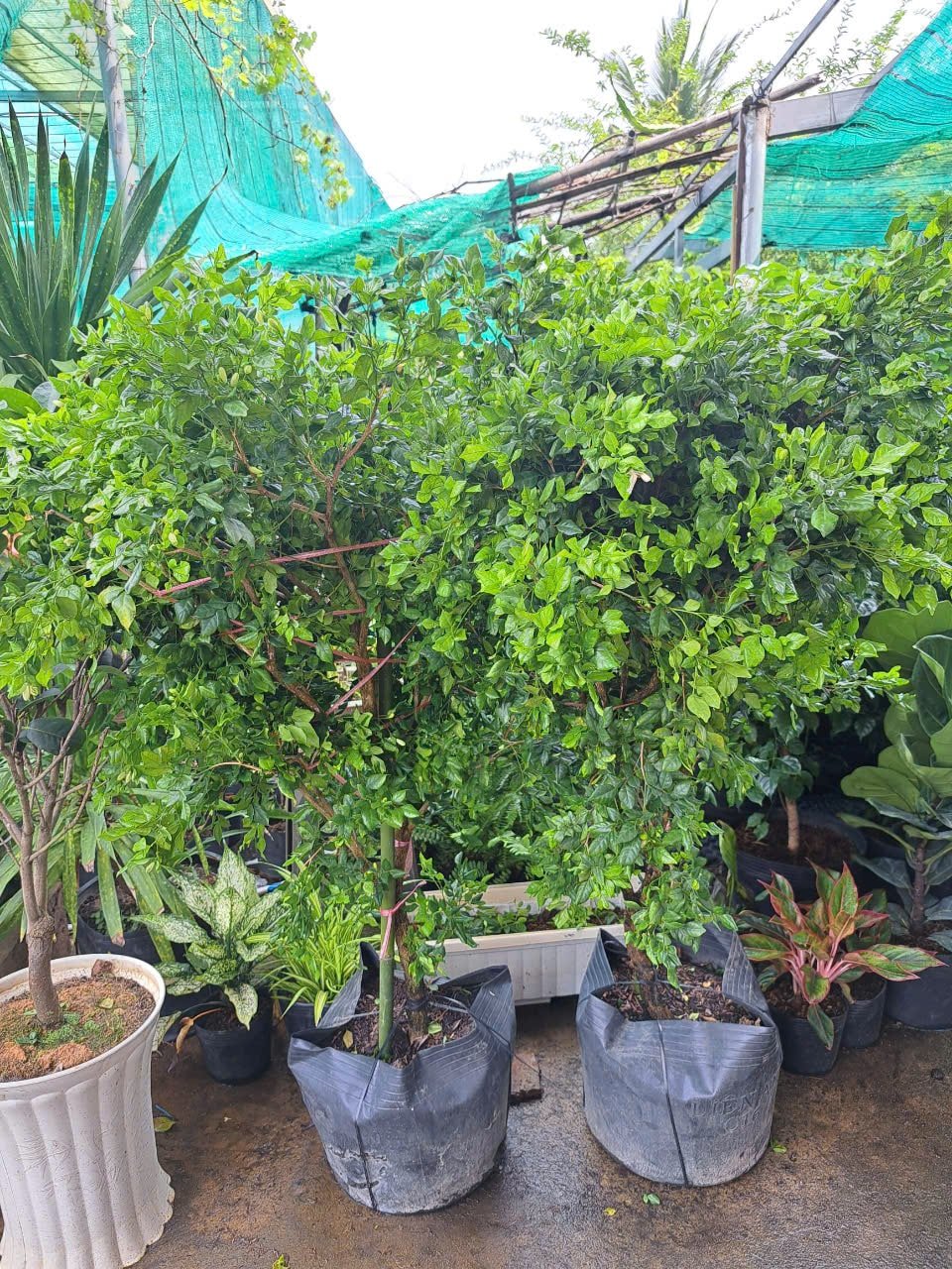 Nguyệt quế cao 1m3 1m4 tán rộng 1m