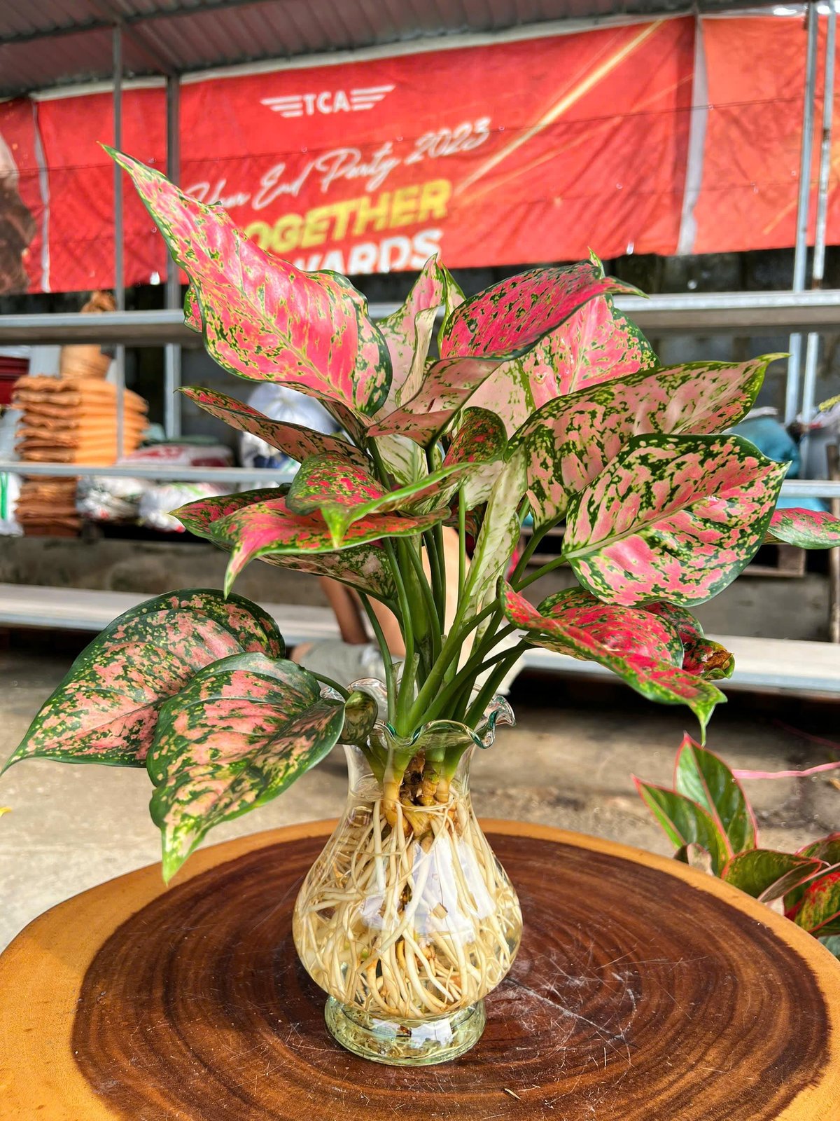 Vạn lộc thuỷ sinh chậu thuỷ tinh 2