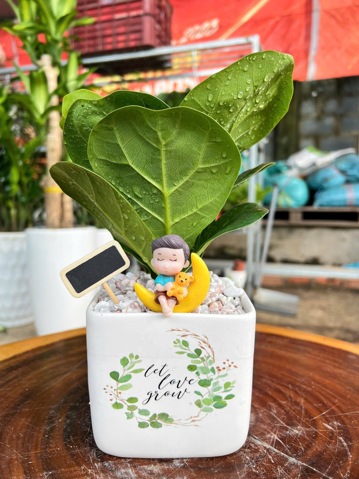 Cây Bàng Singapore mini