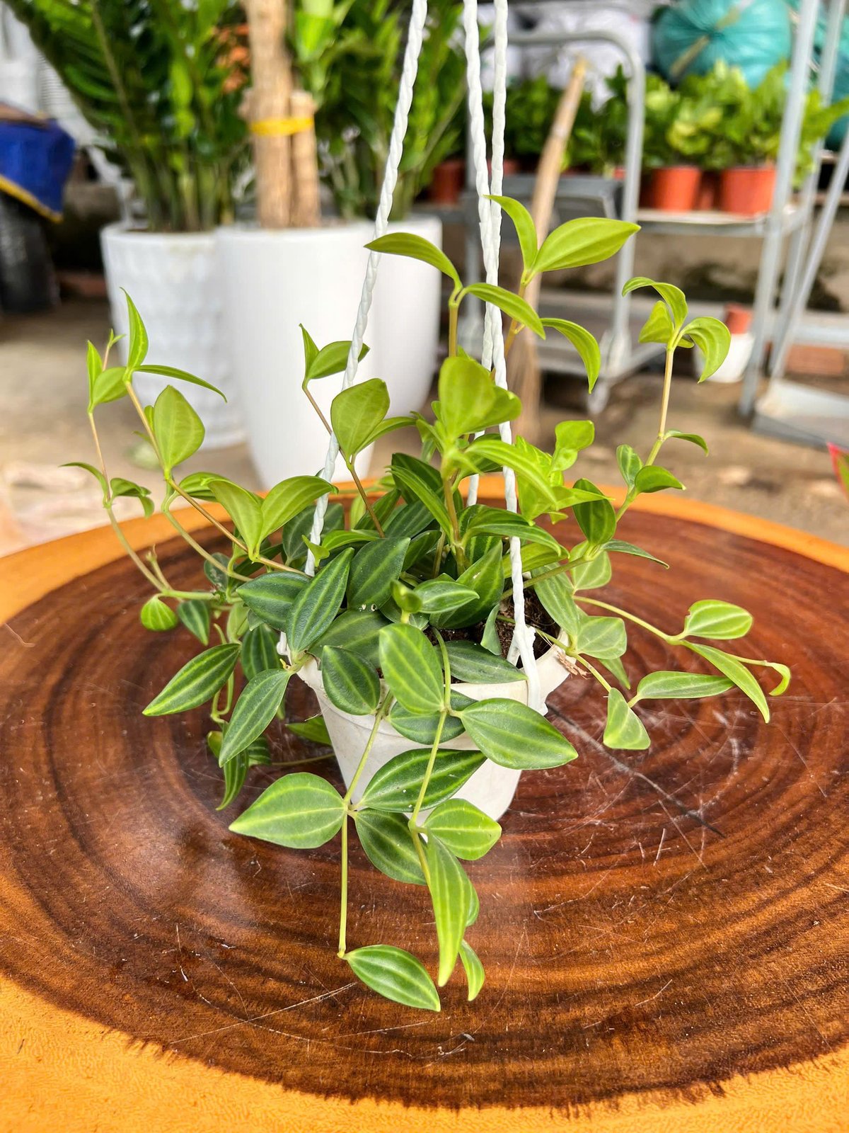 Bình an chậu treo mini 8cm