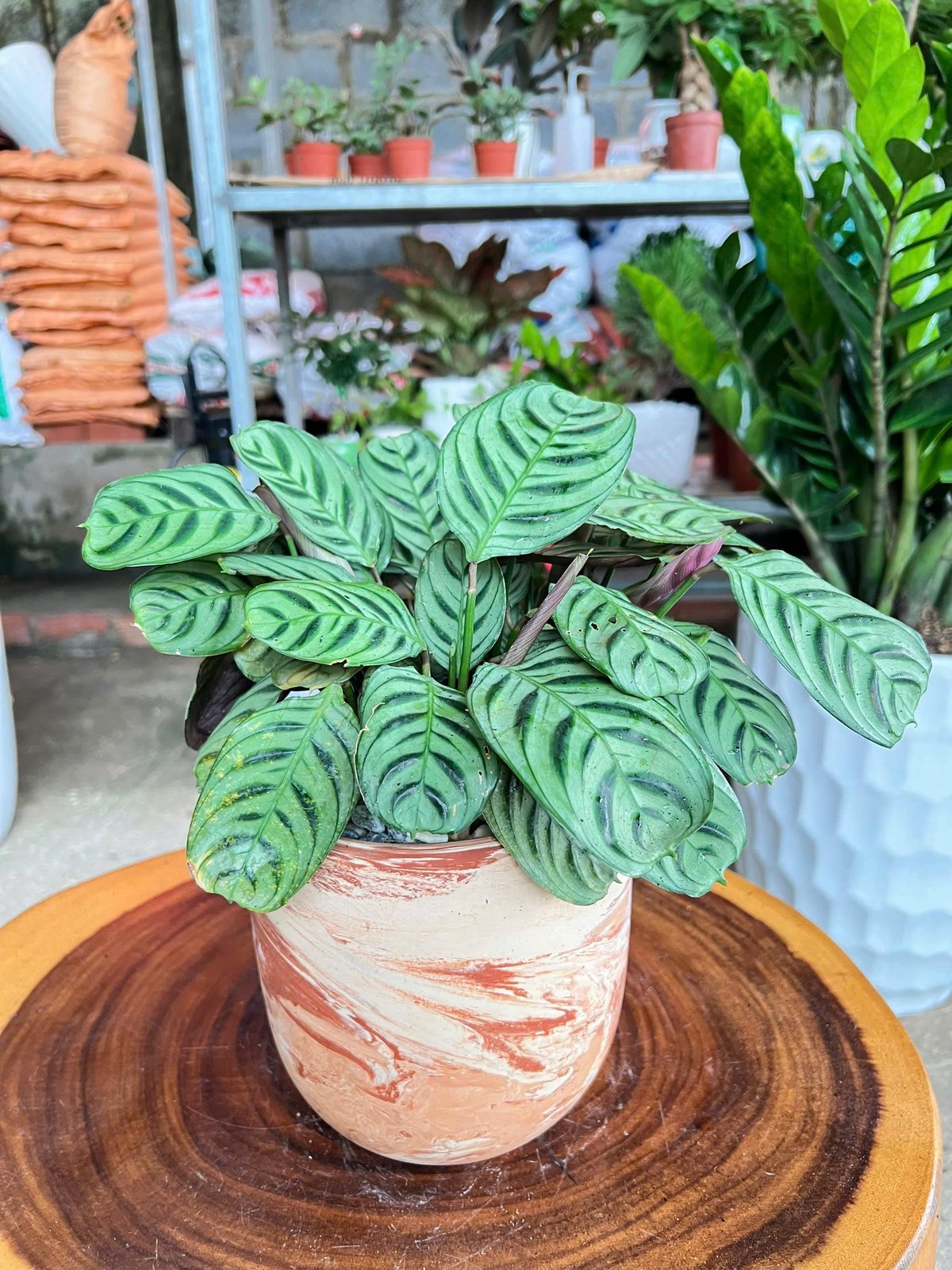 Cây Công chậu đất nung
