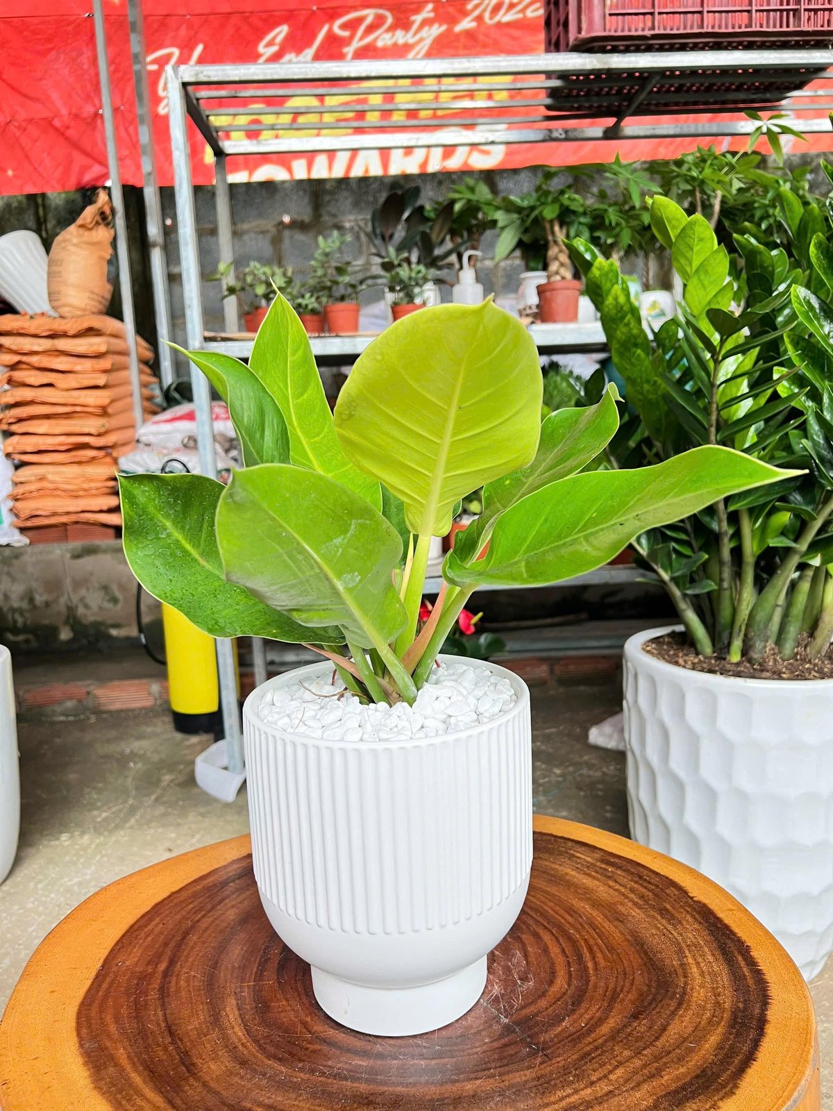 Đế vương vàng chậu sứ trắng 2