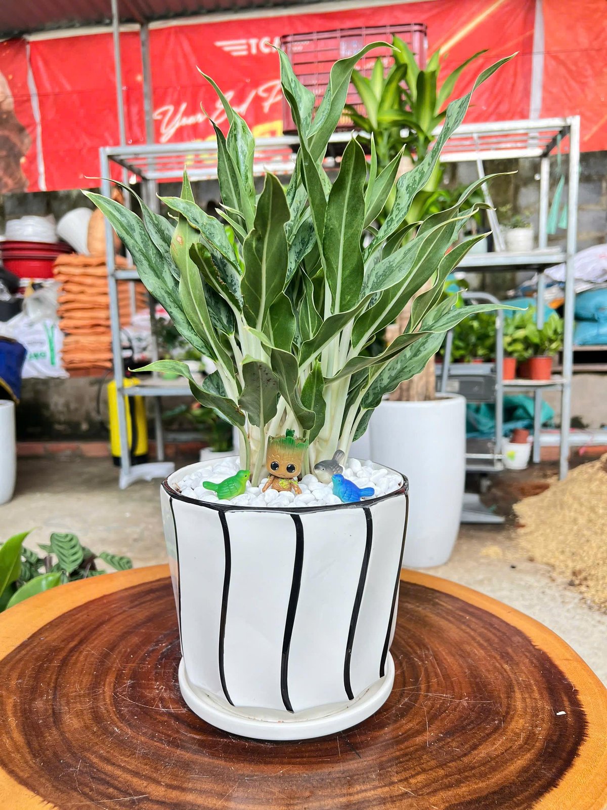 Cây giữ tiền kèm phụ kiện xinh