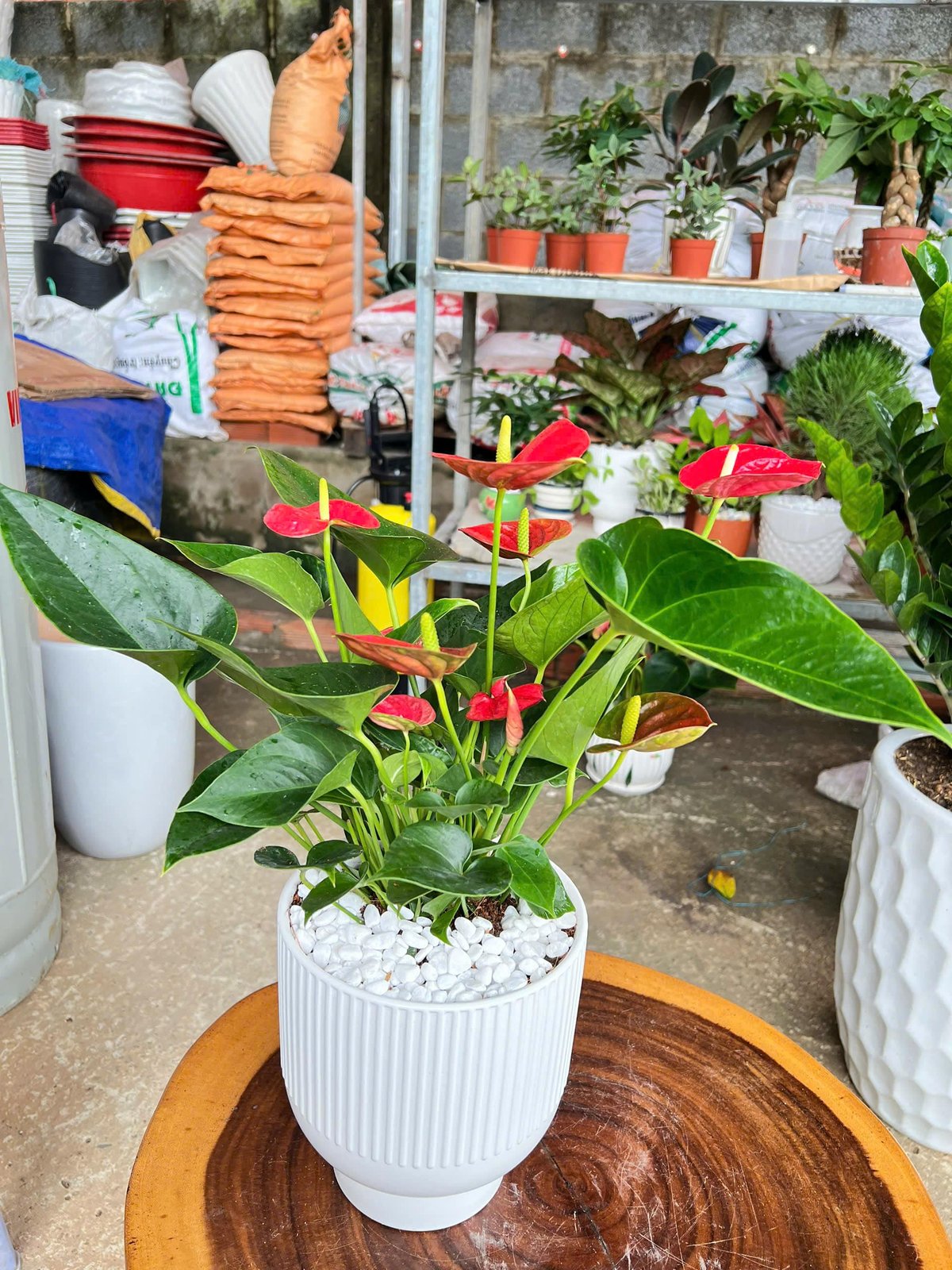 Hồng môn chậu sứ để bàn
