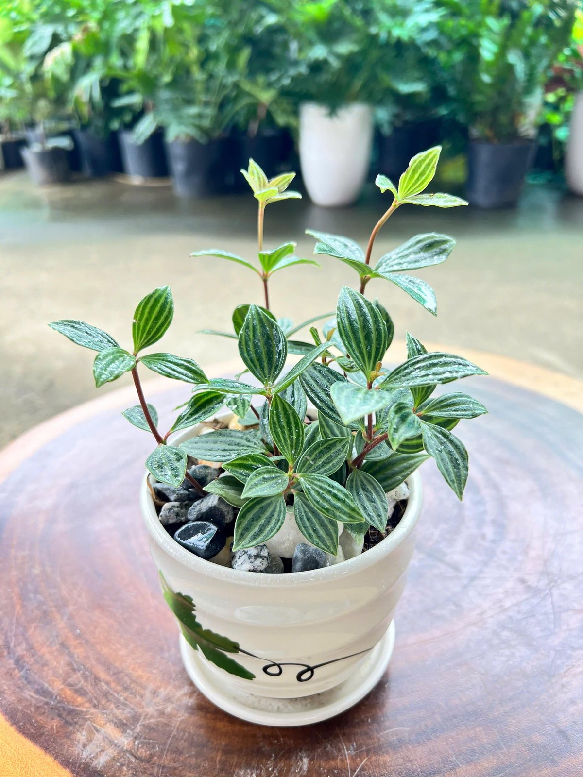 Cây hột xoàn chậu sứ để bàn 2