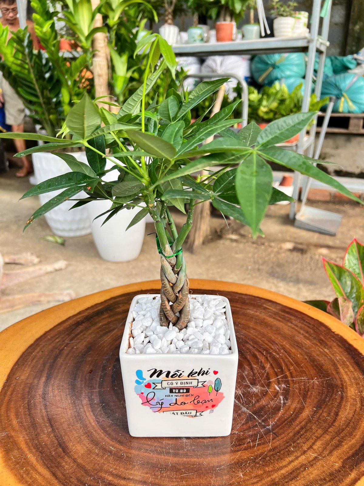 Kim ngân bính chậu sứ để bàn