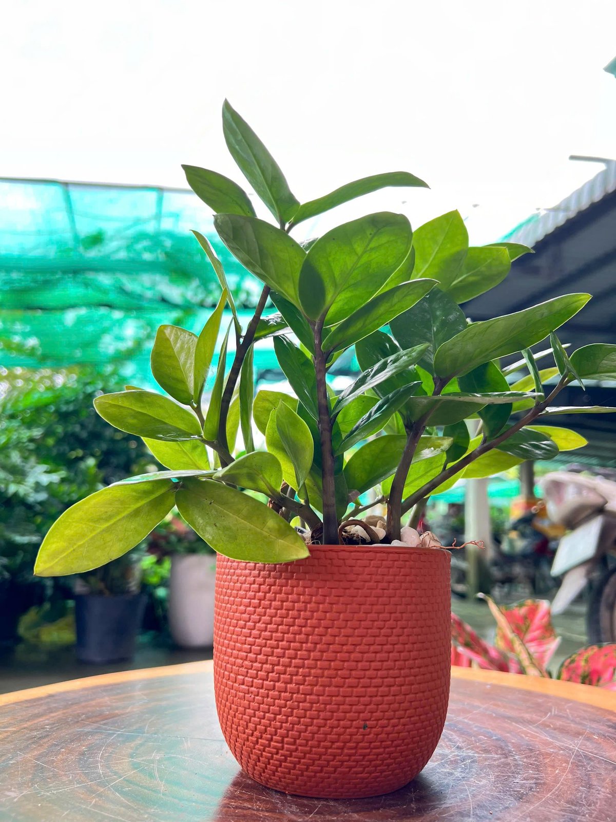 Kim tiền nhỏ để bàn chậu đất nung 2
