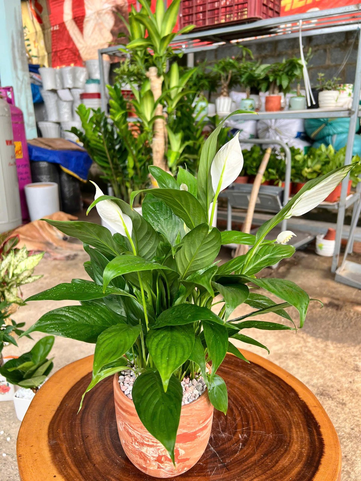 Lan ý chậu đất nung