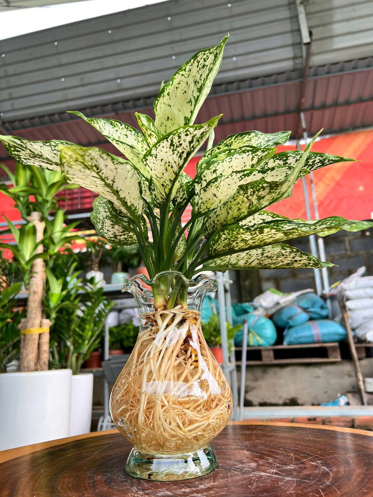 Ngọc ngân thuỷ sinh chậu thuỷ tinh