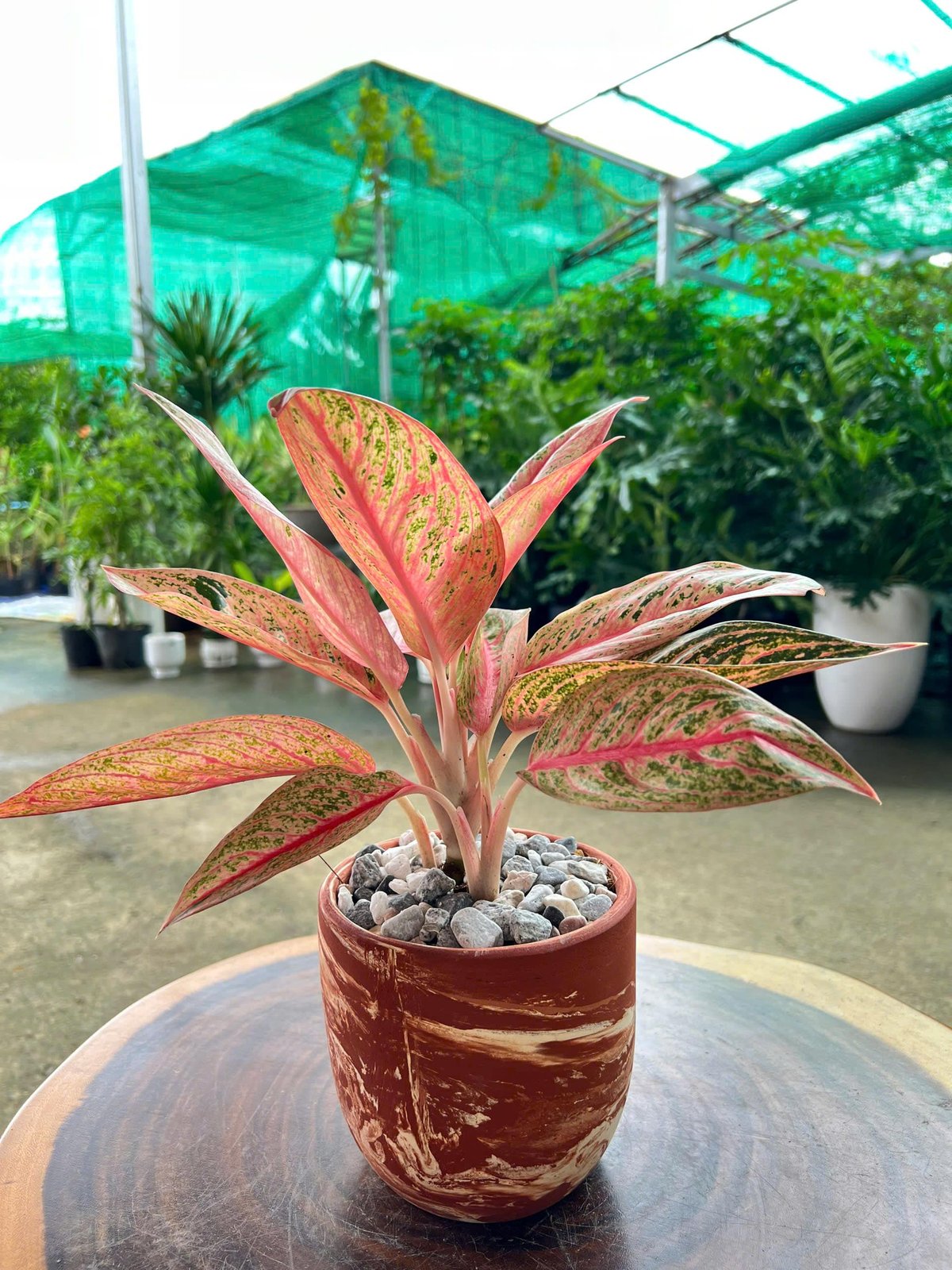 Thịnh vượng chậu đất nung 2