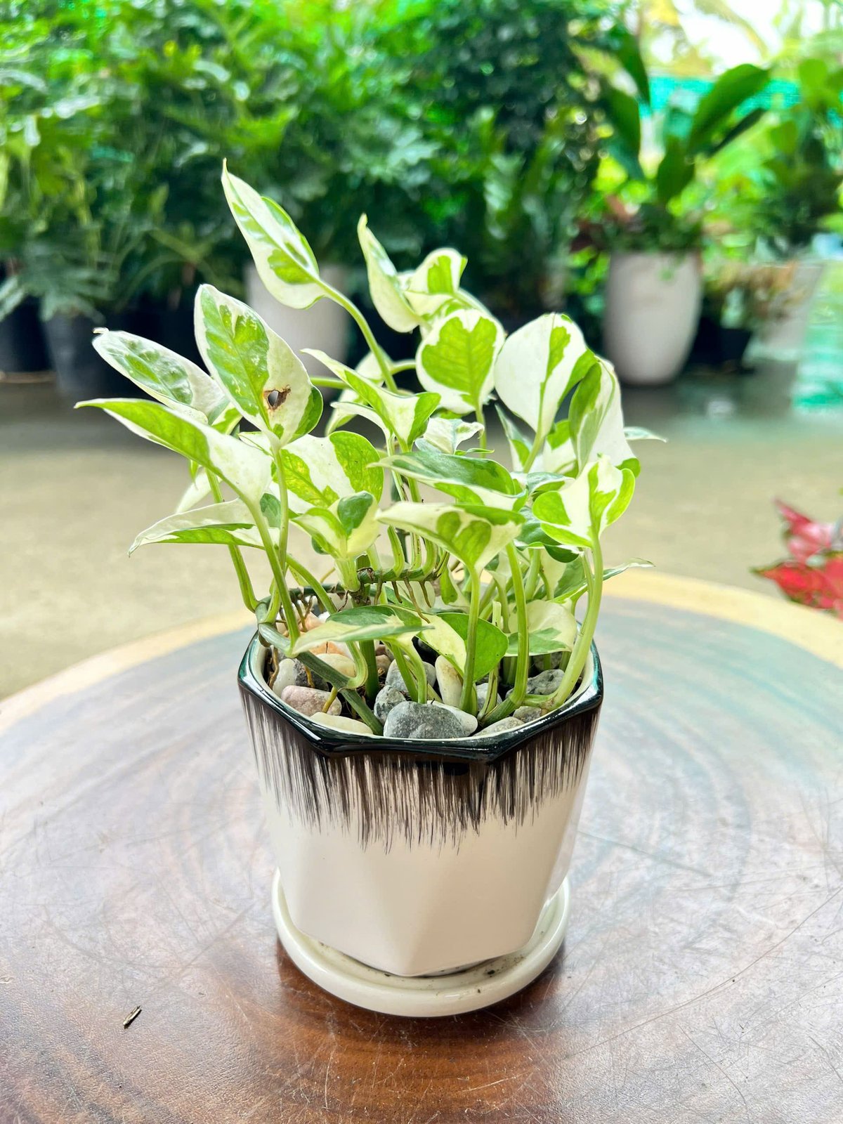Trầu bà cẩm thạch chậu sứ