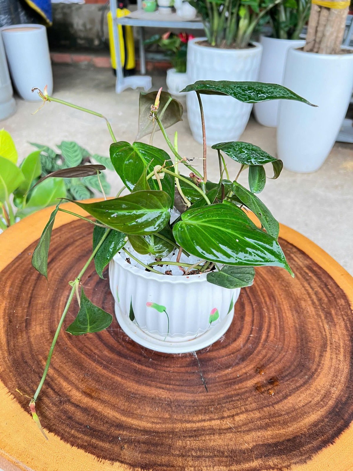 Trầu mican chậu sứ để bàn