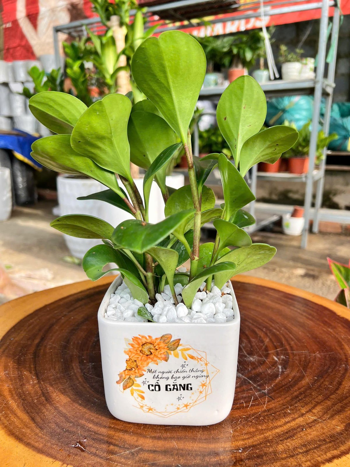 Cây trường sinh đất chậu sứ để bàn