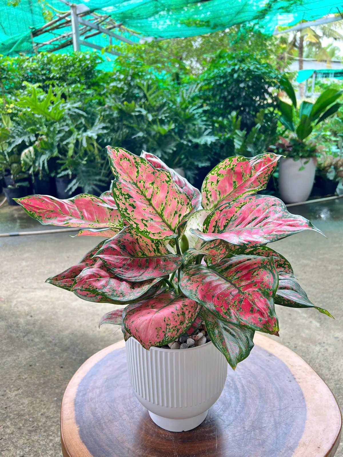 Vạn Lộc Đỏ chậu sứ để bàn 2