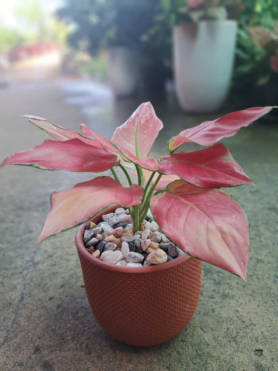 Hồng phát Lộc chậu đất nung 2