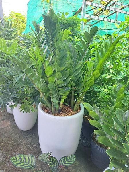 Kim tiền để sàn văn phòng chậu sứ lớn