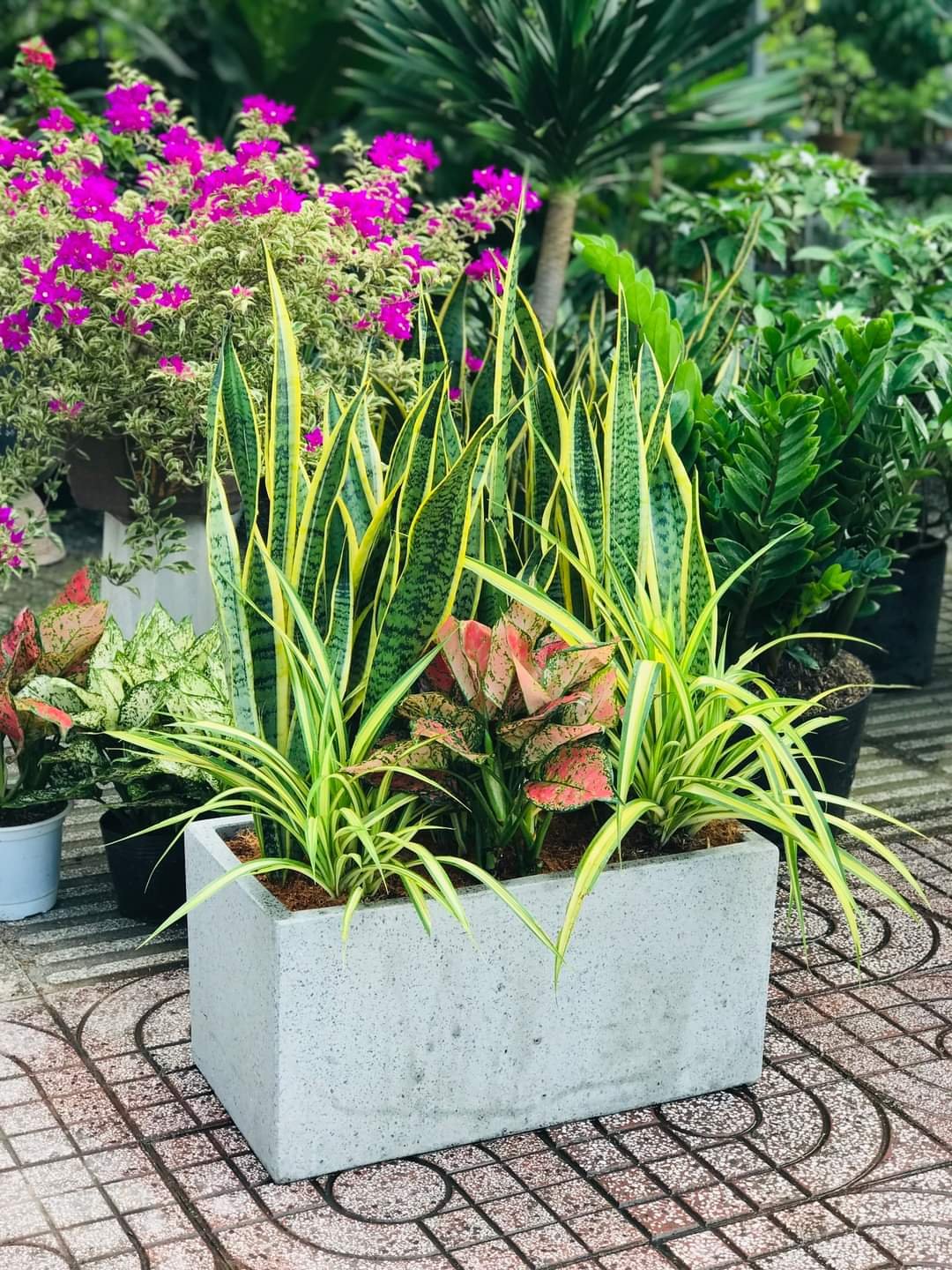 Bồn cây xanh phối kết trang trí ban công