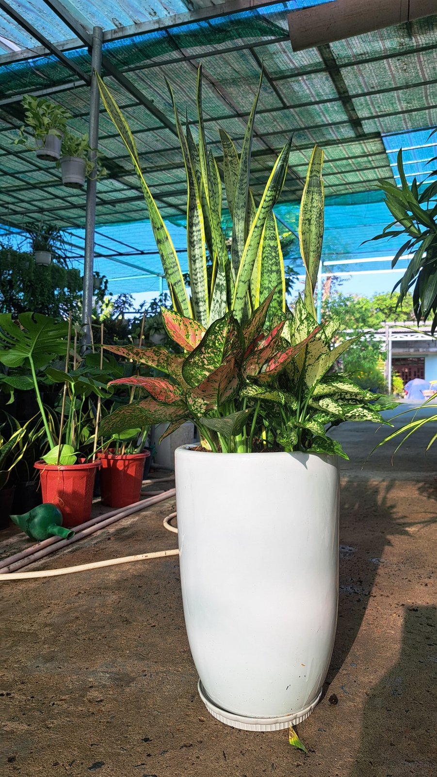 Cây lưỡi hổ phối kết ngọc ngân và vạn lộc 2
