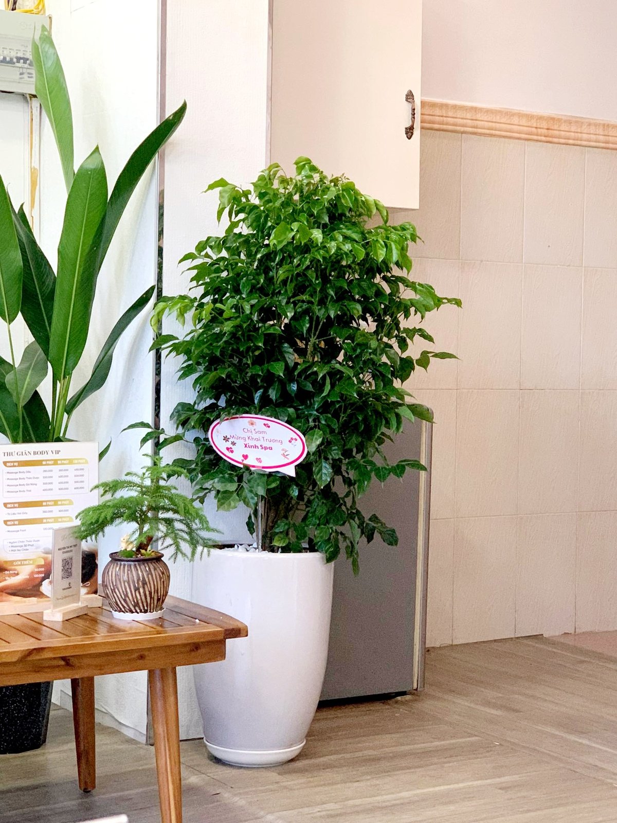 Cây hạnh phúc size lớn