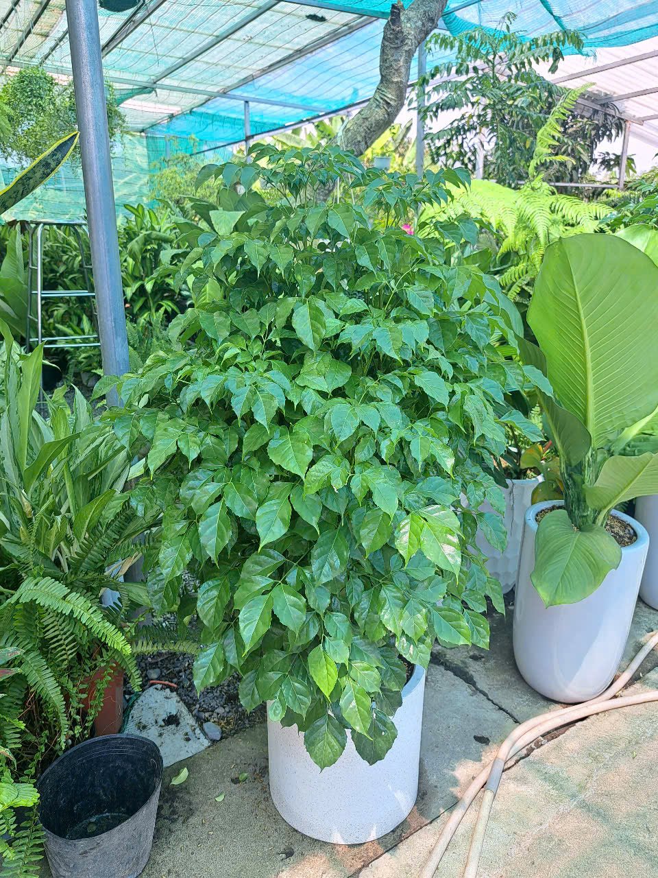 Cây hạnh phúc size lớn 3