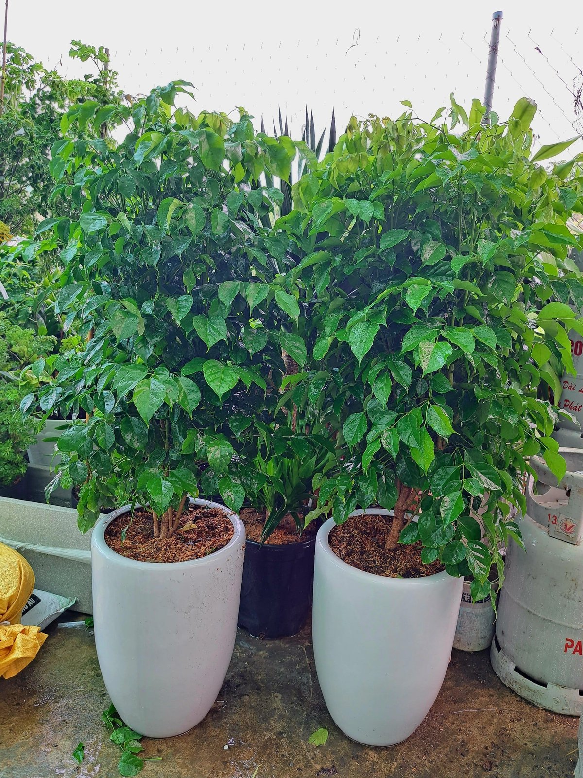 Cây hạnh phúc size lớn 2