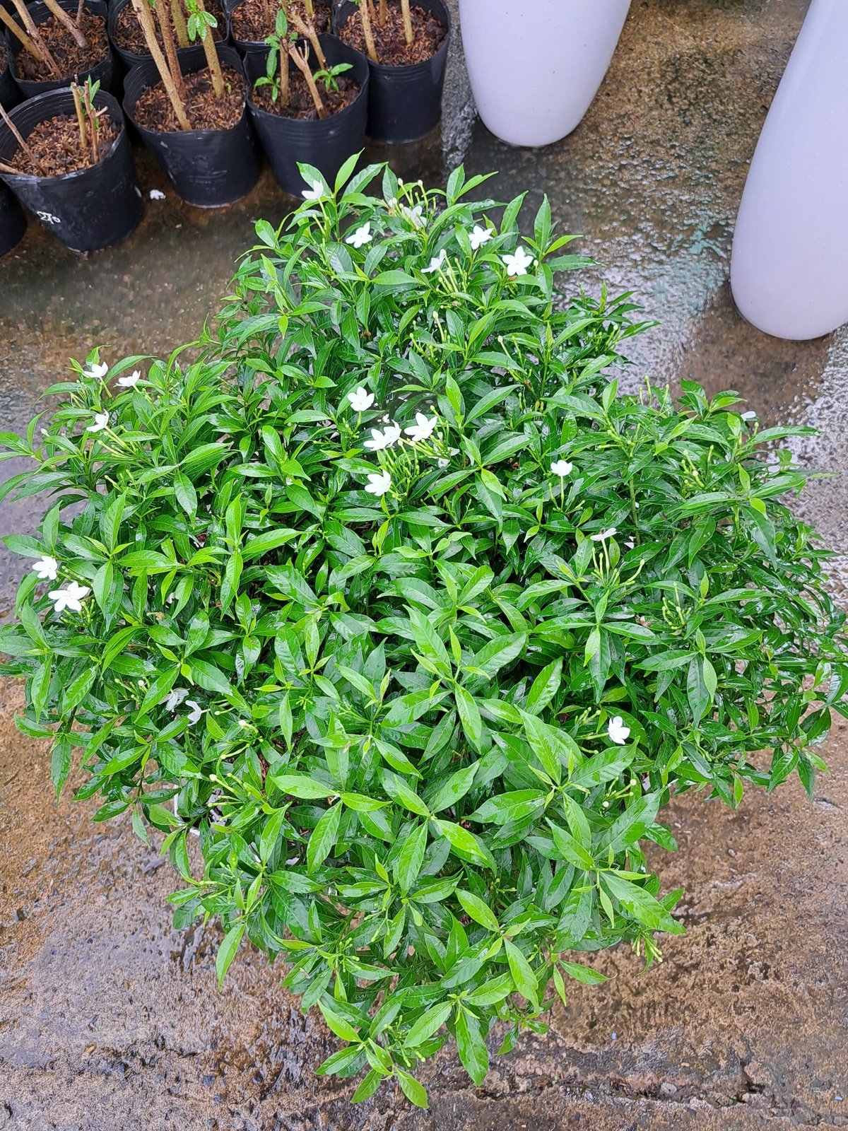 Chậu mai vạn phúc 3