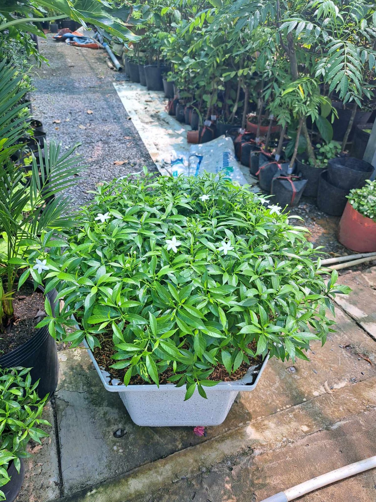 Chậu mai vạn phúc