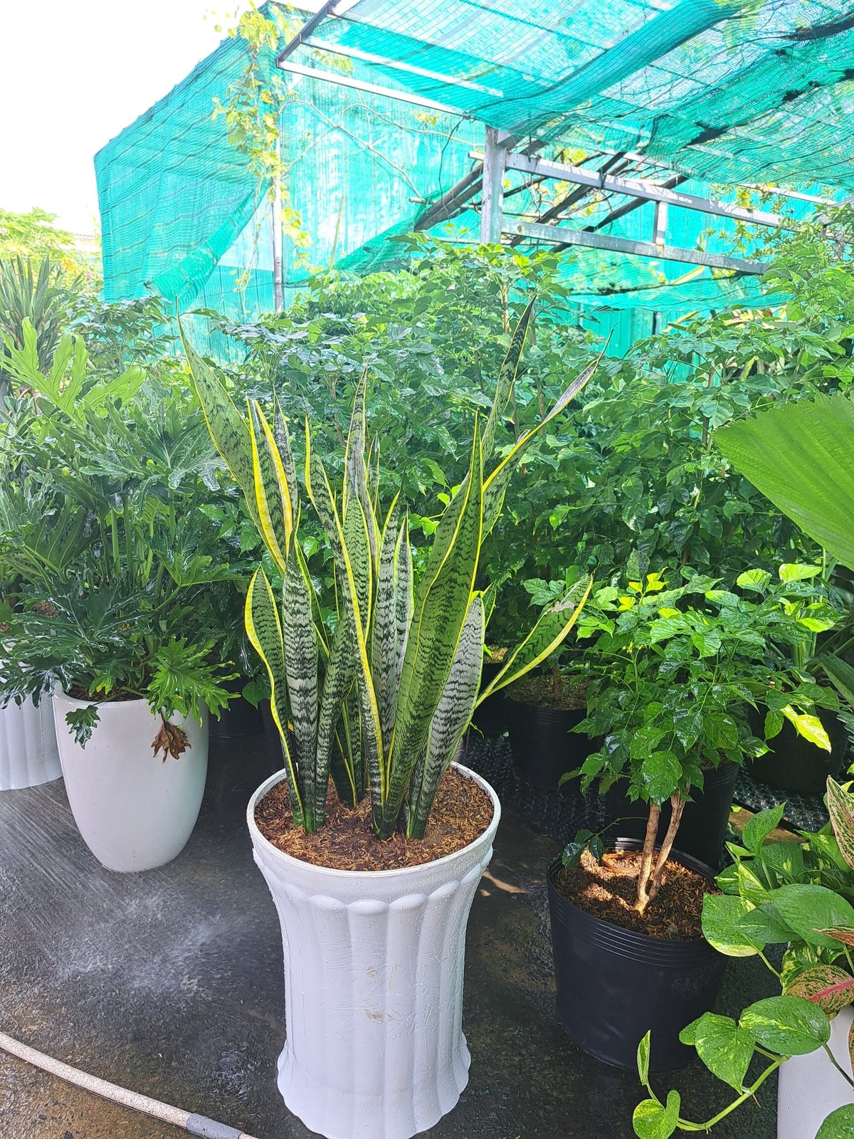 Cây lưỡi hổ cao giá rẻ 2