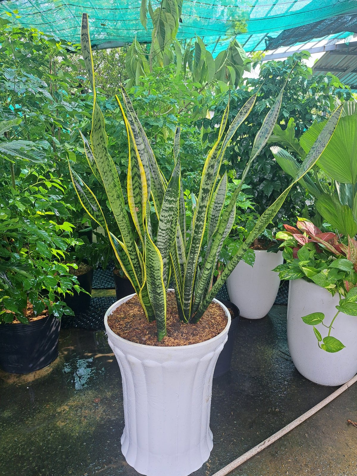Cây lưỡi hổ cao giá rẻ