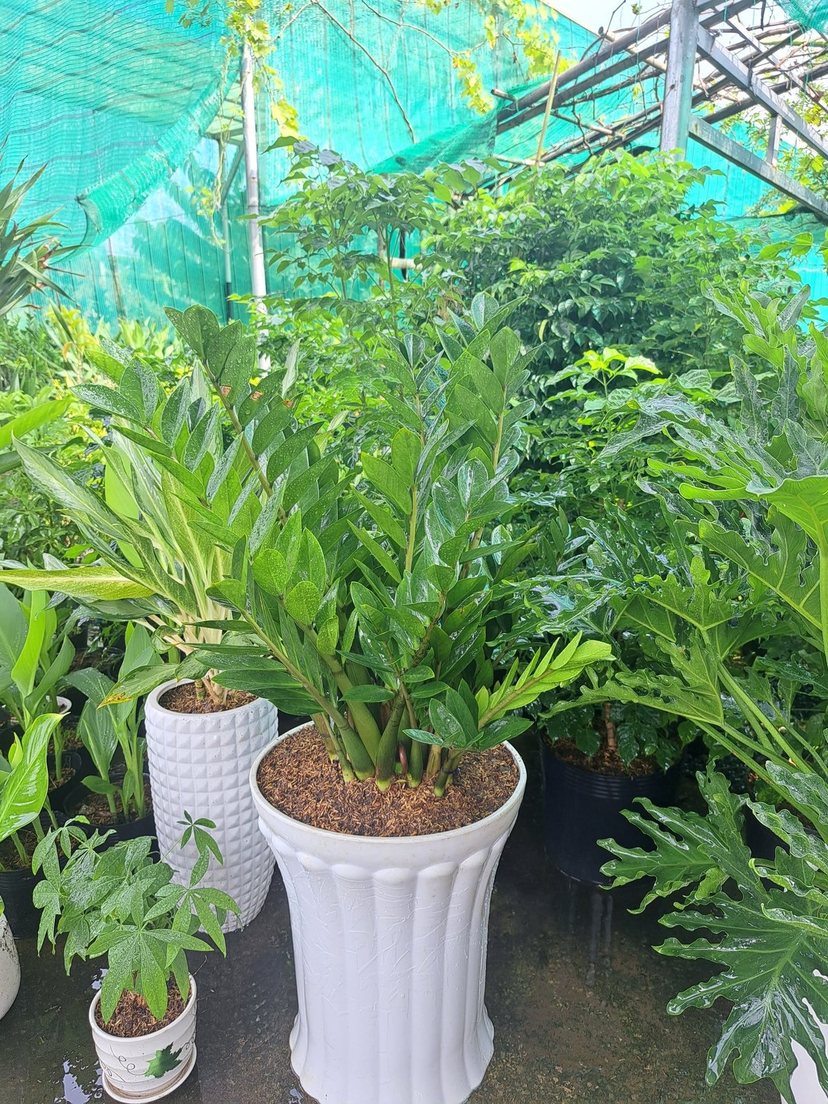 Cây kim tiền lớn giá rẻ 2