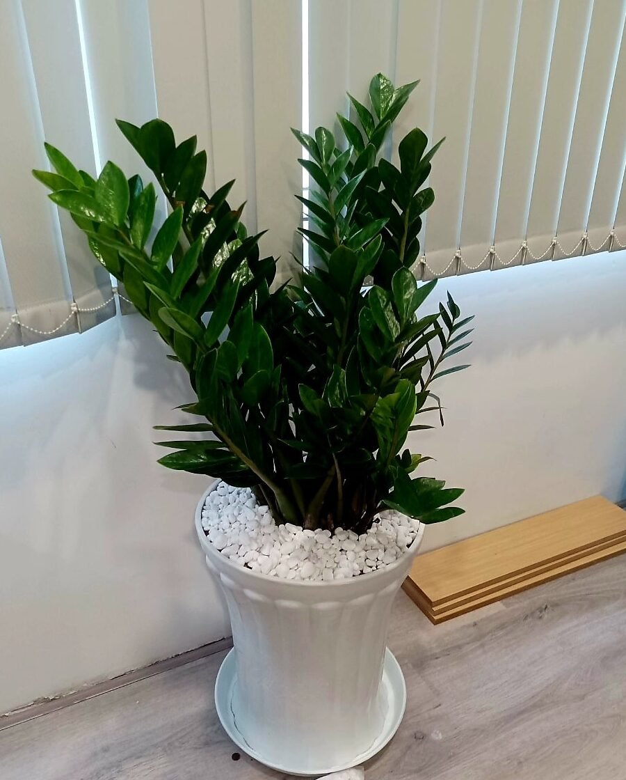 Cây kim tiền lớn giá rẻ