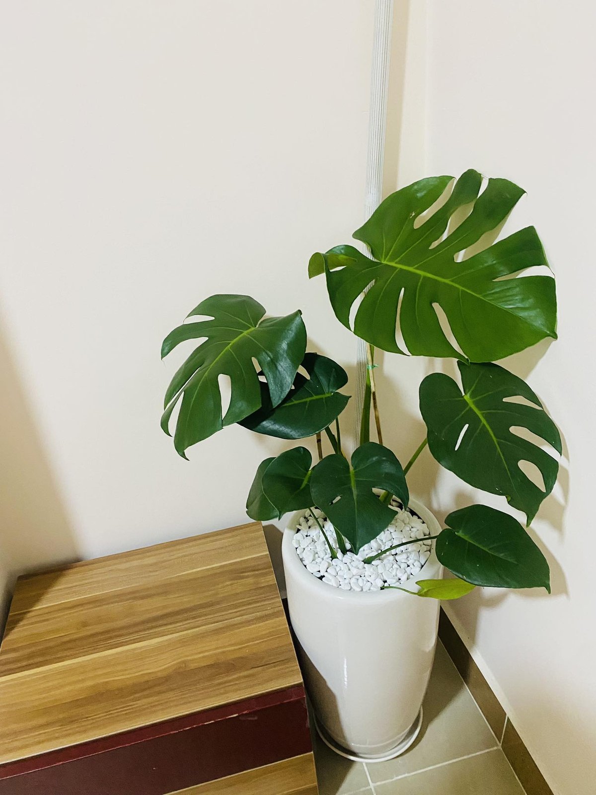 Trầu bà Monstera
