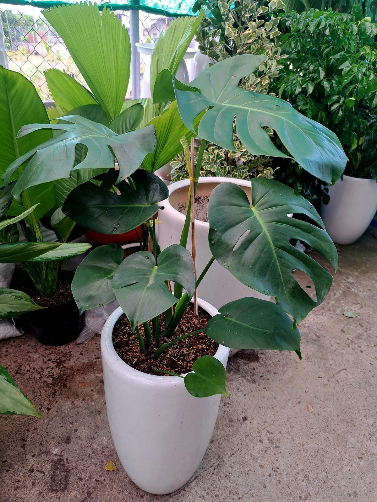 Trầu bà Monstera 2