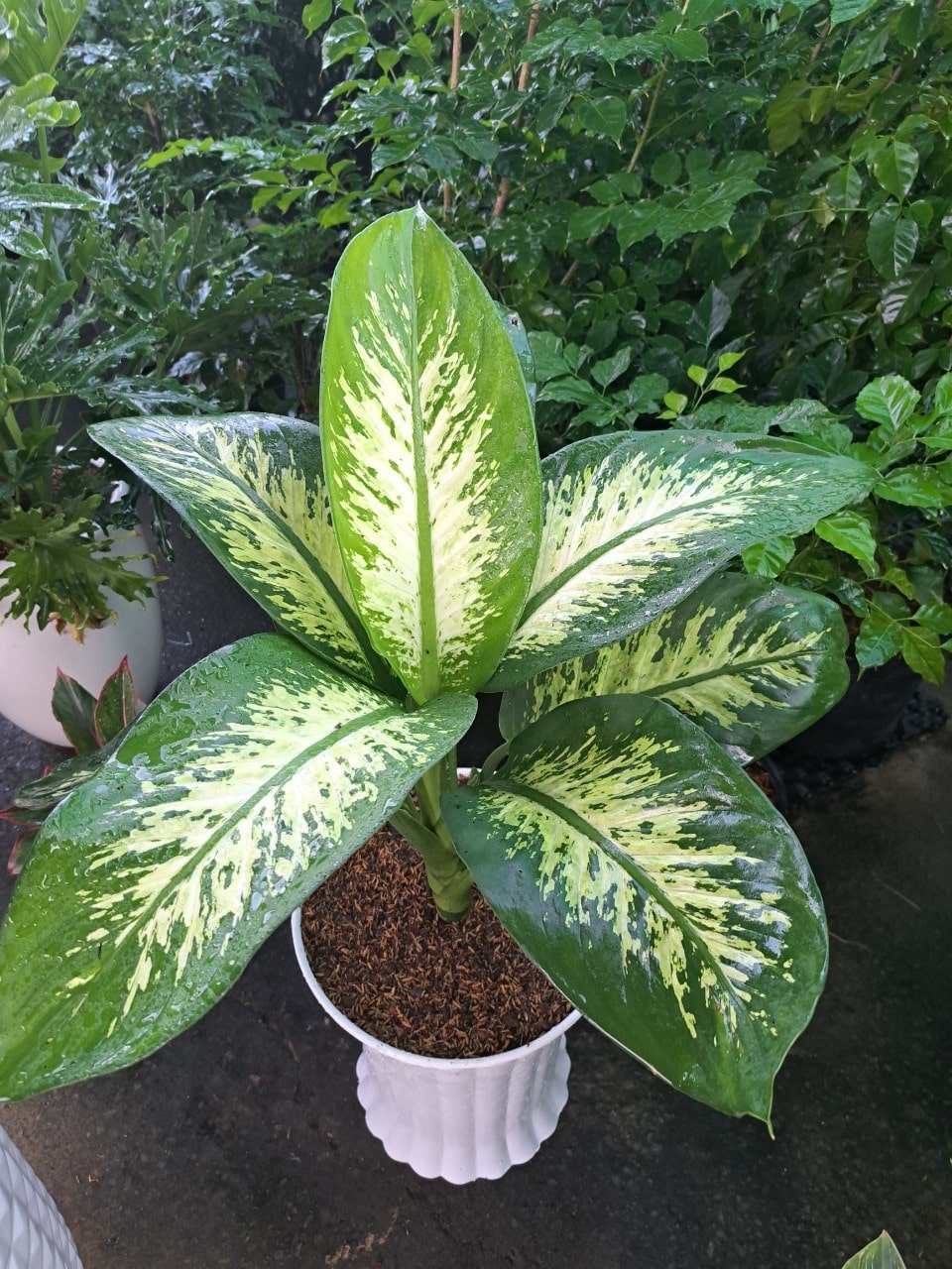 Cây vạn niên thanh 2