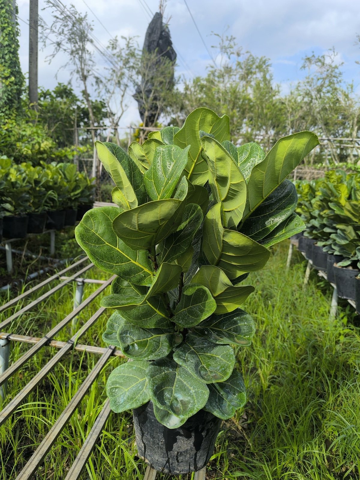 Bàng Singapore để văn phòng 2