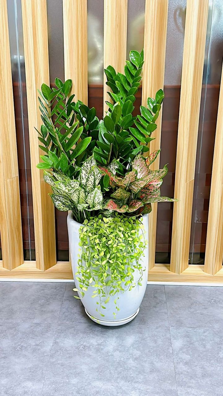 Cây kim tiền phối kết tặng khai trương tân gia