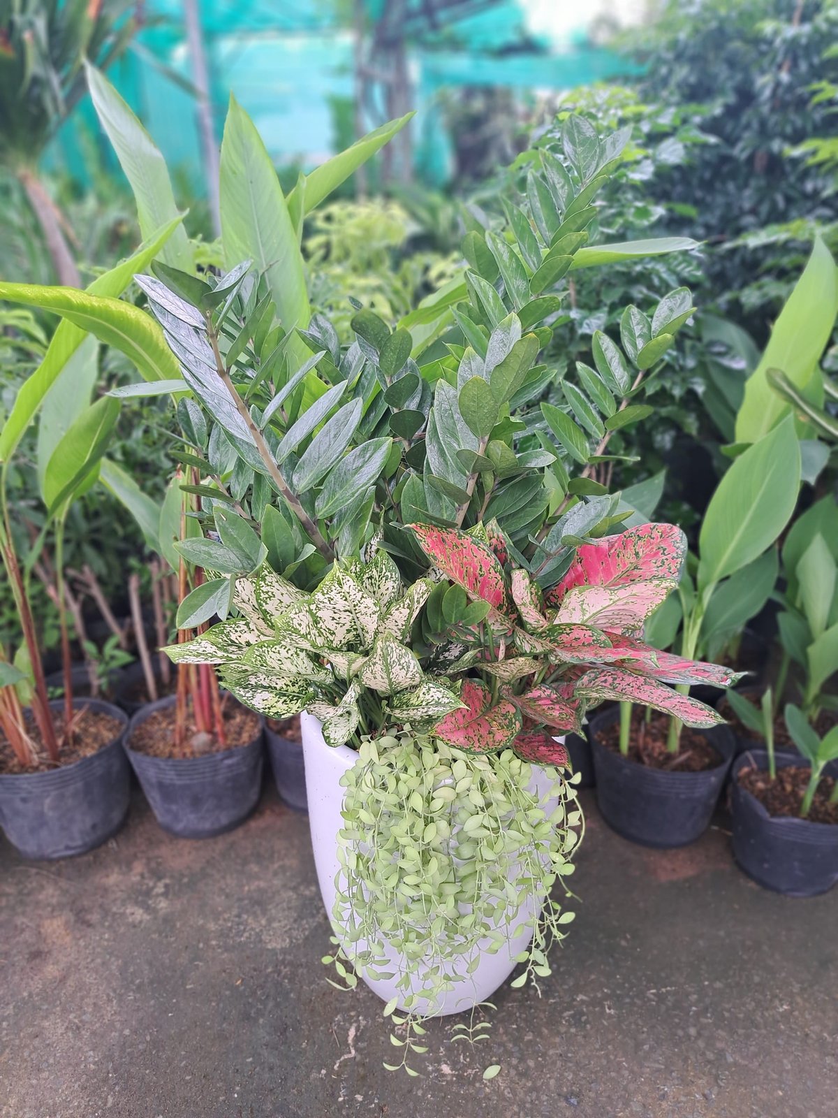 Cây kim tiền phối kết tặng khai trương tân gia 2