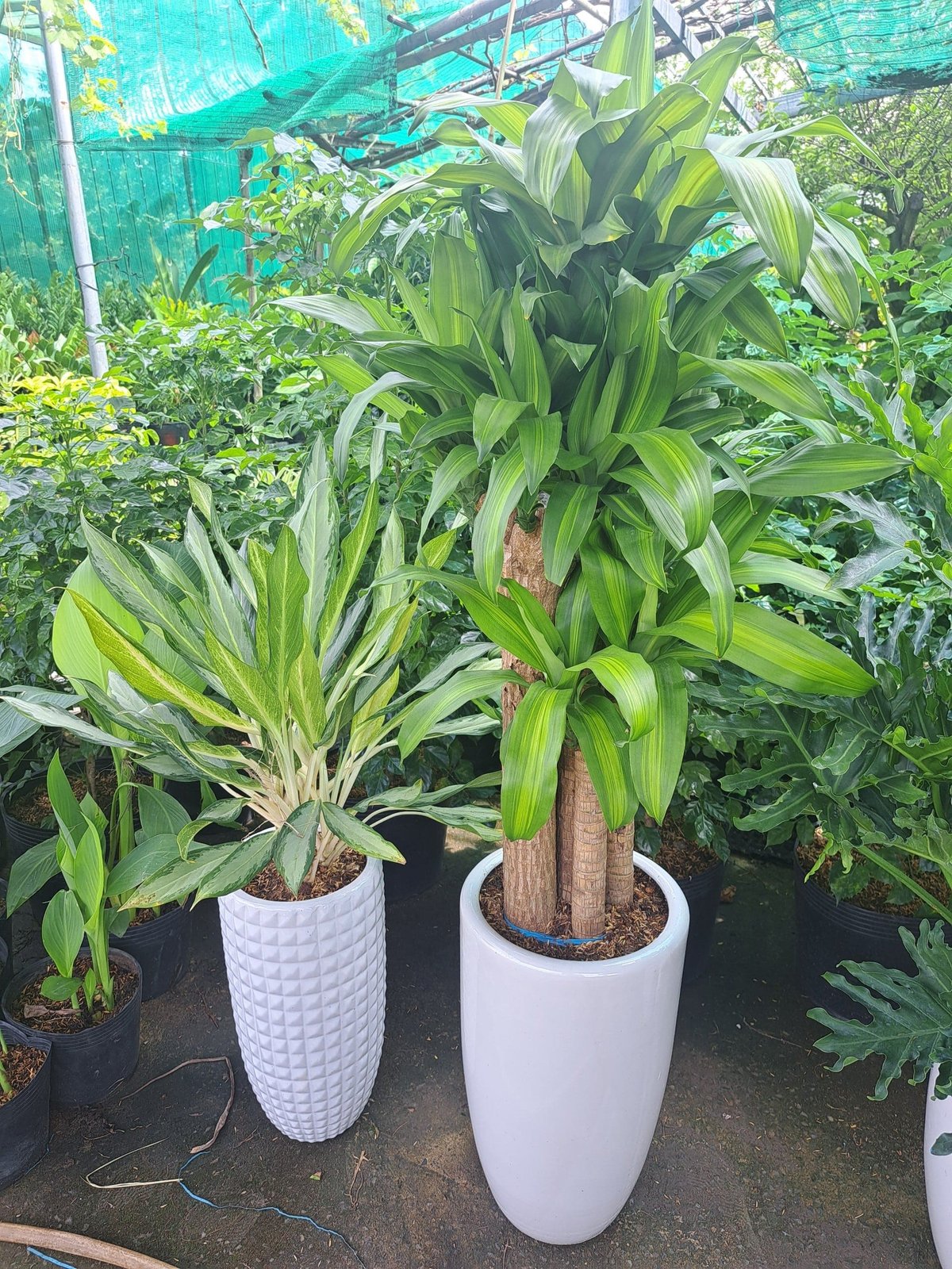 Cây phát tài bộ thiết mộc lan 3