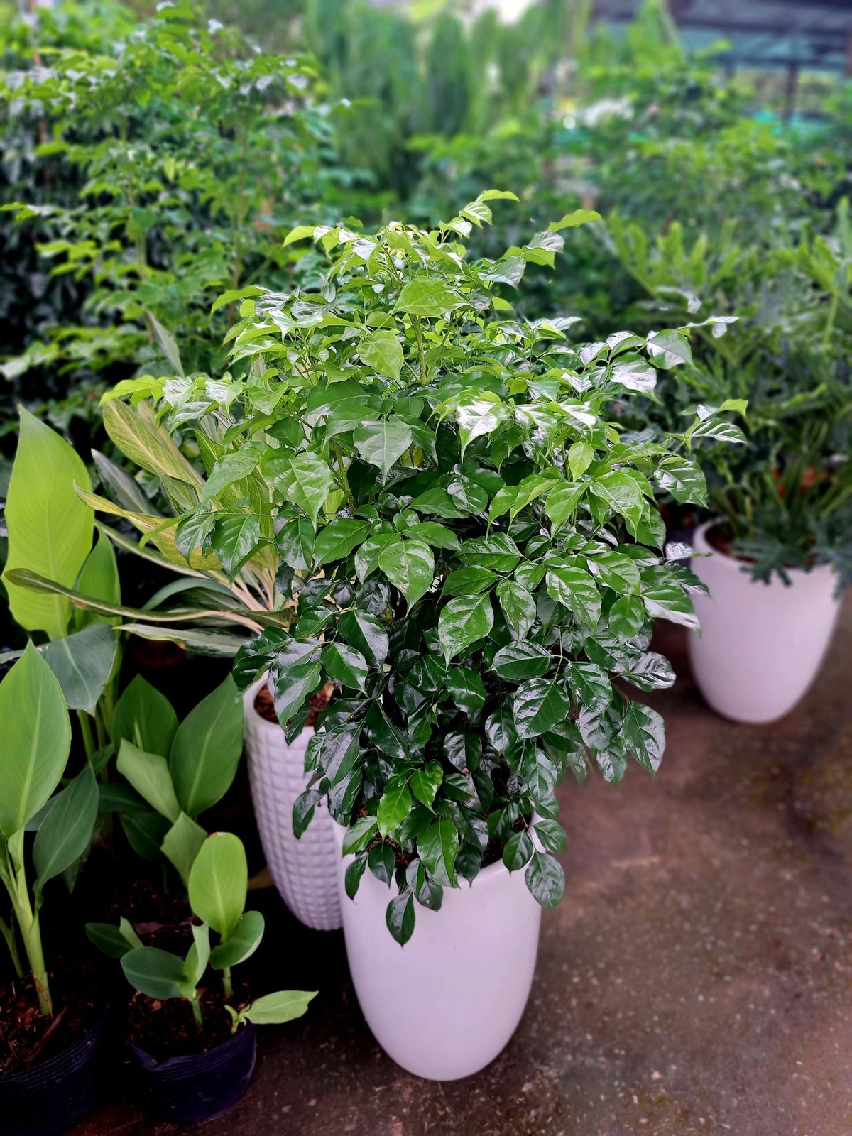 Cây hạnh phúc size nhỏ
